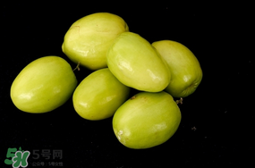 青棗什么時(shí)候上市？青棗什么時(shí)候成熟？