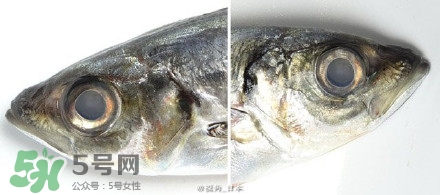 怎么自制死魚眼眼鏡？死魚眼眼鏡哪里買？