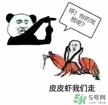皮皮蝦為何突然火了？皮皮蝦怎么火的？