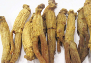 高麗參適合什么人吃？什么人不能吃高麗參？