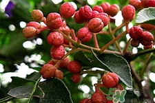 花椒可以泡水喝嗎？花椒泡水喝有什么作用？