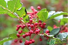 花椒真的能治打呼嚕嗎？花椒水治打呼嚕有效嗎？