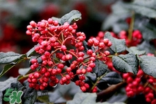 花椒水治腳氣管用嗎？花椒水泡腳可以治腳氣嗎？