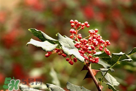 花椒水能治痔瘡嗎？花椒水治痔瘡有效果嗎？