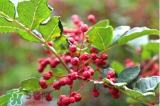 花椒水能治痔瘡嗎？花椒水治痔瘡有效果嗎？