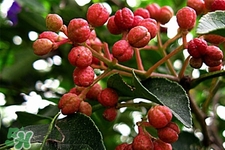 花椒水能治痔瘡嗎？花椒水治痔瘡有效果嗎？