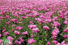 春天開的花有哪些？春天都開什么花？