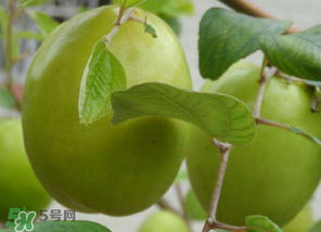 懷孕初期能吃青棗嗎？懷孕初期吃青棗好嗎？