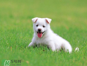 狗狗可以吃青棗嗎？狗狗能不能吃青棗？