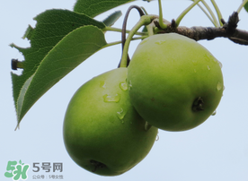 吃青棗可以減肥嗎？減肥可以吃青棗嗎？
