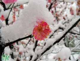 春天下雪意味著什么？春天為什么會下雪？