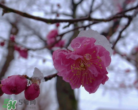 春天下雪意味著什么？春天為什么會下雪？
