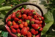 怎樣去除草莓的農(nóng)藥？怎樣洗草莓的殘留農(nóng)藥？