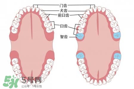 智齒能用舌頭舔嗎？喜歡舔智齒怎么辦？