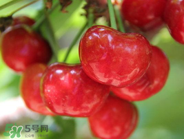 櫻桃有點苦怎么回事？櫻桃有點苦可以吃嗎？