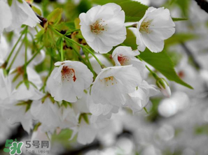 2017年武大櫻花什么時候開？2017年武大櫻花最佳觀賞時間