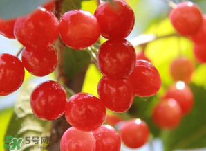 櫻桃批發(fā)價(jià)多少錢一斤？2017櫻桃批發(fā)價(jià)多少？