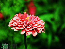 3月份開什么花？3月份開的花有哪些？