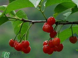 櫻桃為什么這樣紅？櫻桃為什么是紅色？