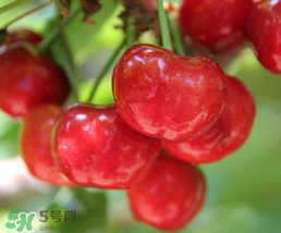 櫻桃為什么有一股藥味？櫻桃有藥味怎么辦？