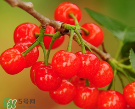櫻桃什么時(shí)候成熟？櫻桃什么時(shí)候上市？