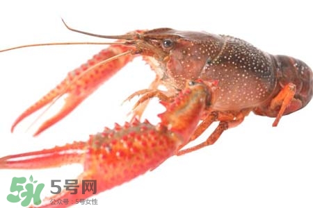 小龍蝦怎樣清洗？小龍蝦怎么洗最干凈？