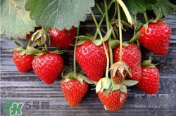 吃草莓大便會變紅嗎？吃草莓大便變紅是怎么回事？