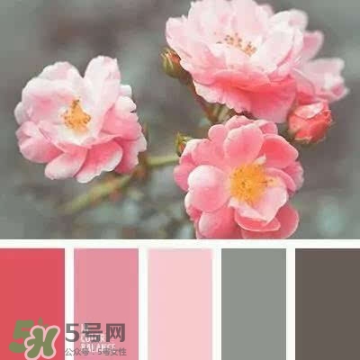 櫻花粉是什么顏色？櫻花粉口紅試色