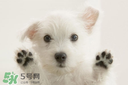 禽流感可以養(yǎng)狗嗎？禽流感期間能養(yǎng)狗嗎？