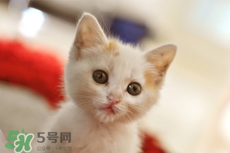 禽流感可以養(yǎng)貓嗎？禽流感期間能養(yǎng)貓嗎？