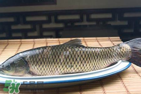 孕婦可以吃草魚嗎？懷孕了能吃草魚嗎？