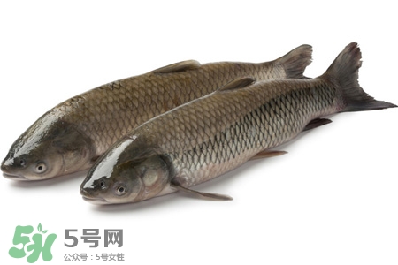 孕婦可以吃草魚嗎？懷孕了能吃草魚嗎？