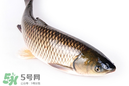 孕婦可以吃草魚嗎？懷孕了能吃草魚嗎？