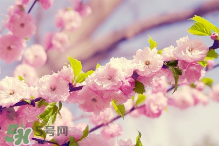 櫻花一般什么時候開？櫻花一般幾月份開？