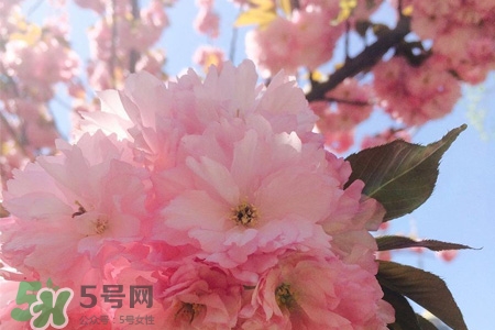 櫻花一般開(kāi)多久？櫻花一般持續(xù)多久？