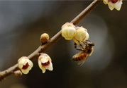 驚蟄是什么意思？驚蜇是什么節(jié)氣？