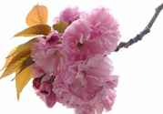 櫻花一般開多久？櫻花一般持續(xù)多久？