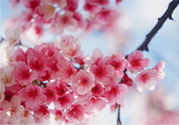 3月份有櫻花嗎？三月份櫻花都開了嗎？