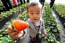 3月份可以摘草莓嗎？三月份有草莓可以摘嗎？