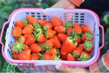 4月份可以摘草莓嗎？四月份有草莓可以摘嗎？