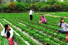 4月份可以摘草莓嗎？四月份有草莓可以摘嗎？
