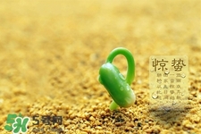 驚蟄如何養(yǎng)生？驚蟄前后如何養(yǎng)生？