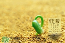 驚蟄喝什么茶好？驚蟄養(yǎng)生喝什么茶？