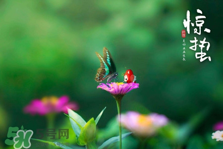 驚蟄要吃芋頭嗎？驚蟄為什么吃芋頭？