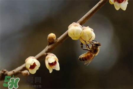 驚蟄可以動(dòng)針線嗎？驚蟄為什么不動(dòng)針線？