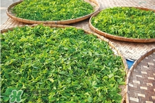 4月份喝什么茶好？四月份適合喝什么茶？