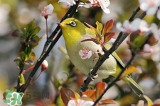 禽流感期間能接觸鳥糞嗎？碰到鳥糞會得禽流感嗎？