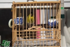 禽流感期間能接觸鳥糞嗎？碰到鳥糞會得禽流感嗎？