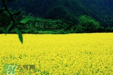 油菜花什么時(shí)候開？2017年油菜花期