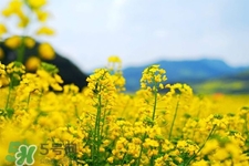 油菜花蜜為什么便宜？油菜花蜜的作用與功效